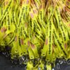 ID Yellow Fita with print (Digital) - Image 4